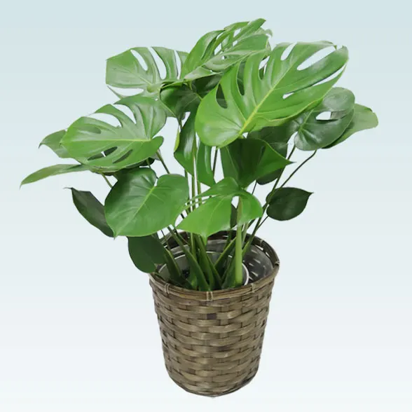 モンステラ(籐かご付、ダークブラウン色)　Ｍサイズ５
