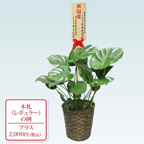 モンステラ(籐かご付、ダークブラウン色)　Ｍサイズ９