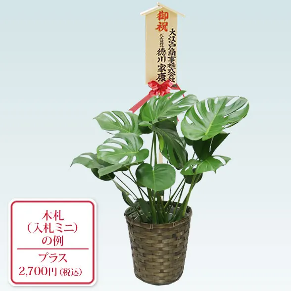 モンステラ(籐かご付、ダークブラウン色)　Ｍサイズ１０