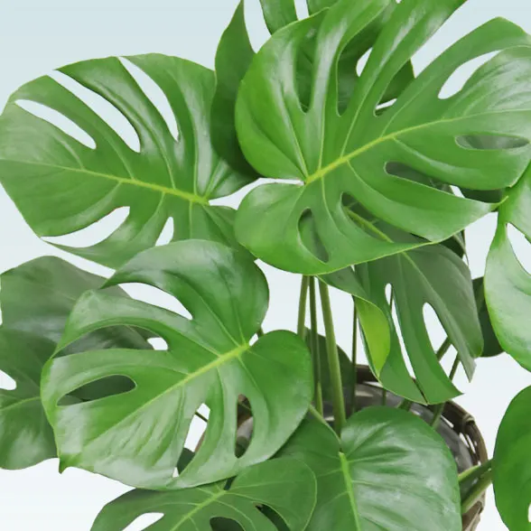 モンステラ(籐かご付、ダークブラウン色)　Ｍサイズ２１