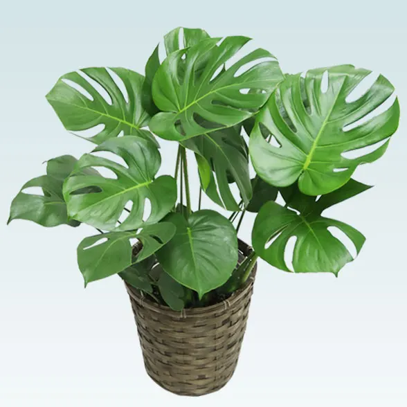 モンステラ(籐かご付、ダークブラウン色)　Ｍサイズ２４