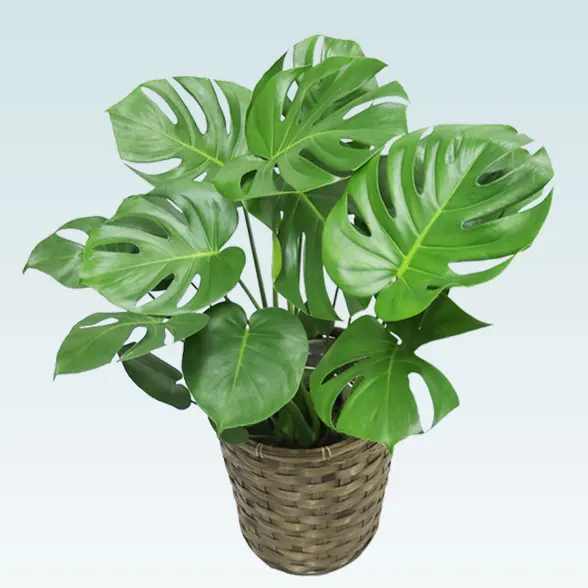 モンステラ(籐かご付、ダークブラウン色)　Ｍサイズ２５