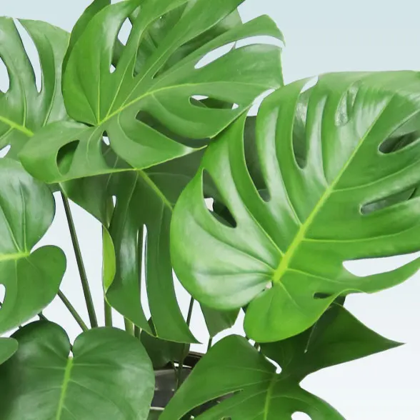 モンステラ(籐かご付、ダークブラウン色)　Ｍサイズ２６