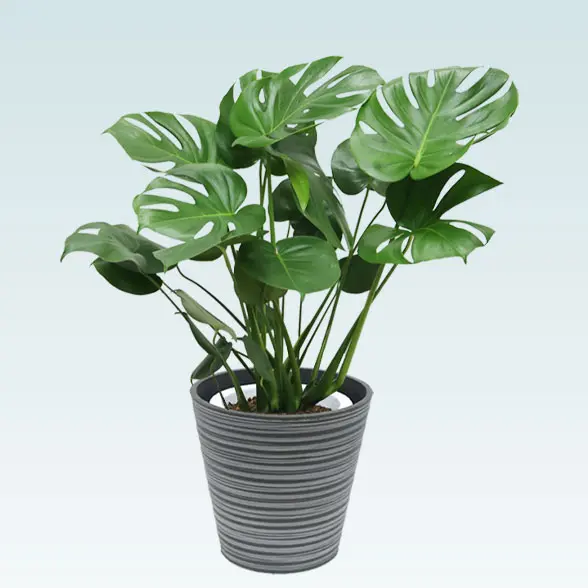 モンステラ(エコフレンドリーポット付)　Ｍサイズ　正面