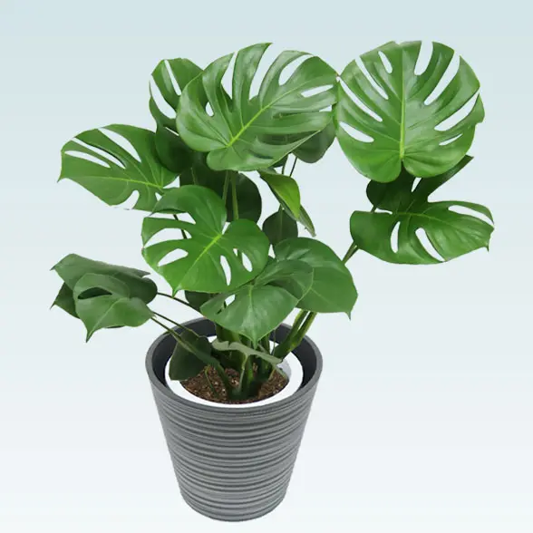 モンステラ(エコフレンドリーポット付)　Ｍサイズ左上から