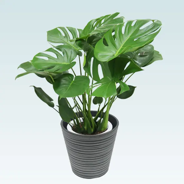 モンステラ(エコフレンドリーポット付)　Ｍサイズ　右上から