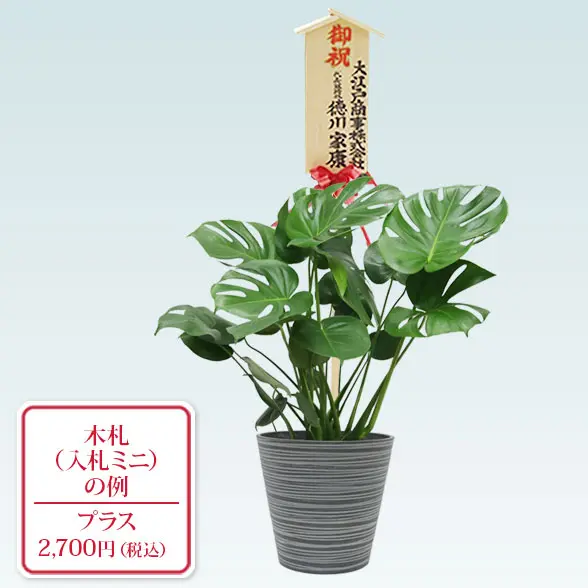 モンステラ(エコフレンドリーポット付)　Ｍサイズ　入札付き