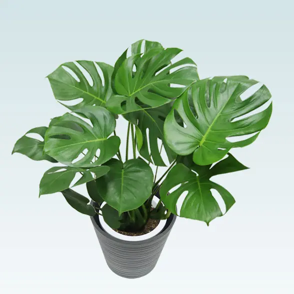 モンステラ(エコフレンドリーポット付)　Ｍサイズ　上から