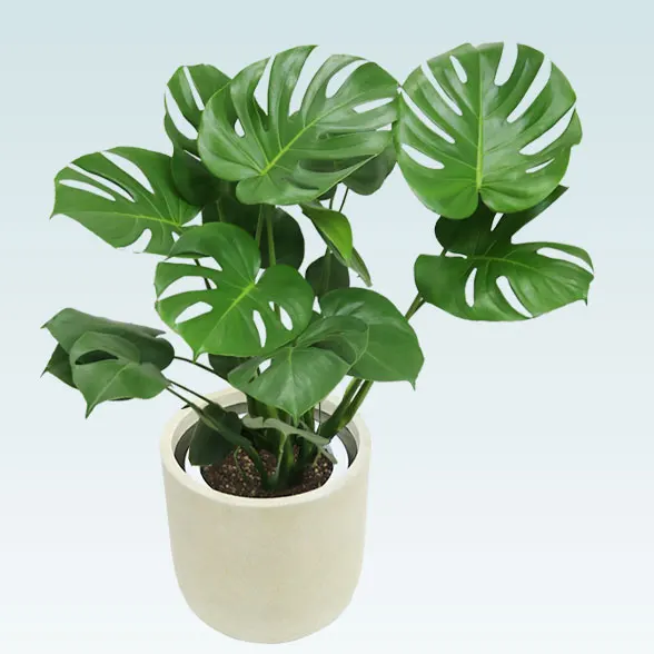 モンステラ(Uポット型、グラスファイバー製鉢カバー付) Mサイズ/観葉