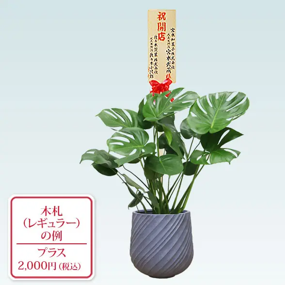 モンステラ(スパイラル型、グラスファイバー製鉢カバー付)　Ｍサイズ　レギュラー札付き