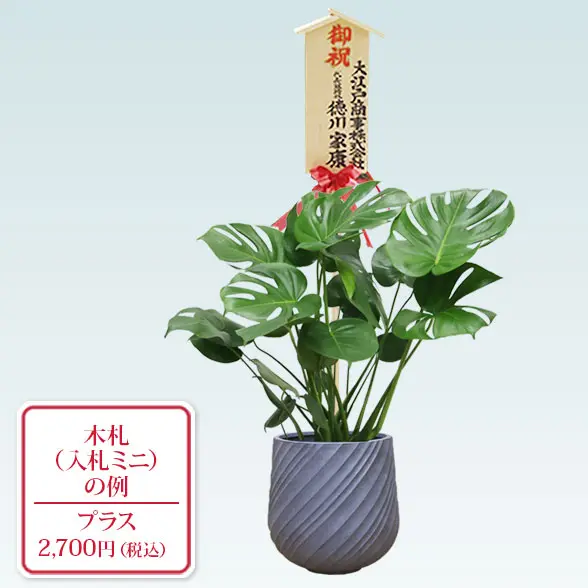 モンステラ(スパイラル型、グラスファイバー製鉢カバー付)　Ｍサイズ　入札付き