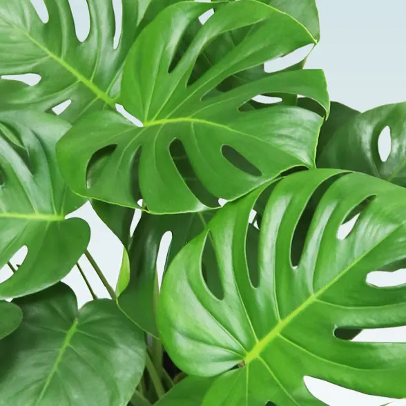 モンステラ(ラスターポット付)　Ｍサイズ２８