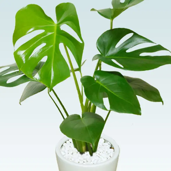 モンステラ(陶器鉢植込み、６号ラウンド白色)２