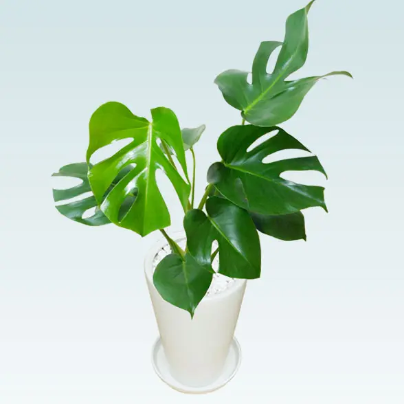モンステラ(陶器鉢植込み、６号ラウンド白色)３