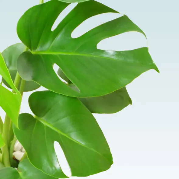 モンステラ(陶器鉢植込み、６号ラウンド白色)５