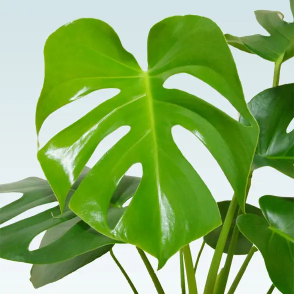 モンステラ(陶器鉢植込み、６号ラウンド白色)６