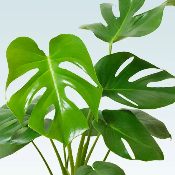 モンステラ(陶器鉢植込み、６号ラウンド白色)８