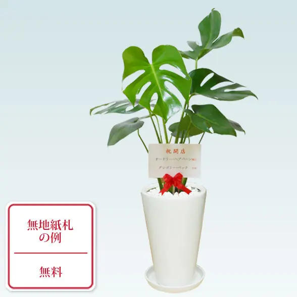 モンステラ(陶器鉢植込み、６号ラウンド白色)９