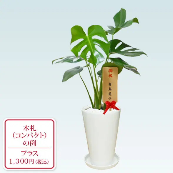 モンステラ(陶器鉢植込み、６号ラウンド白色)１０