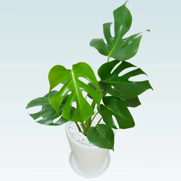 モンステラ(陶器鉢植込み、６号ラウンド白色)１１