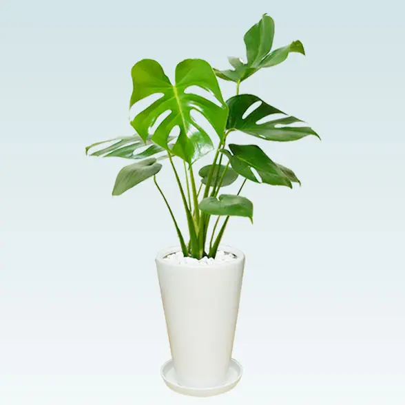 モンステラ(陶器鉢植込み、６号ラウンド白色)１２