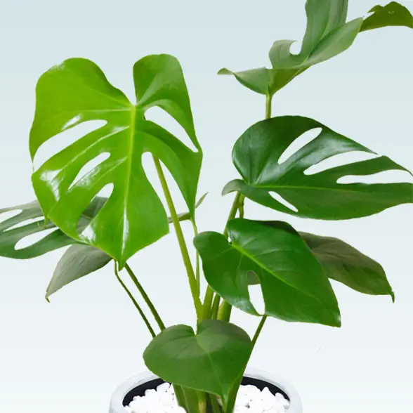 モンステラ(陶器鉢　ボウル型　パステルブルー)２