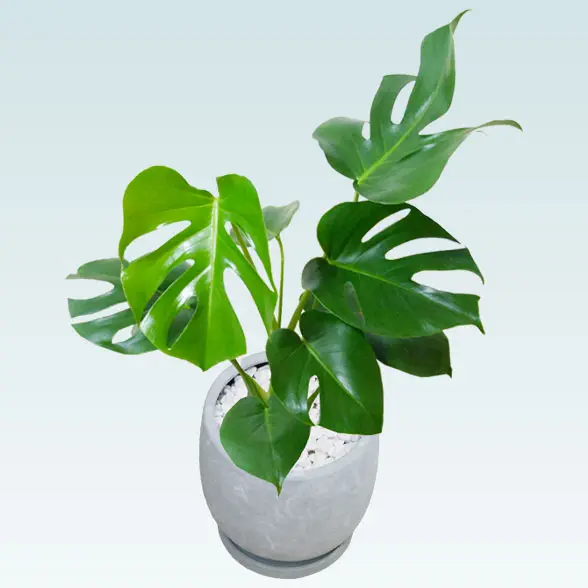 モンステラ(陶器鉢　ボウル型　パステルブルー)３