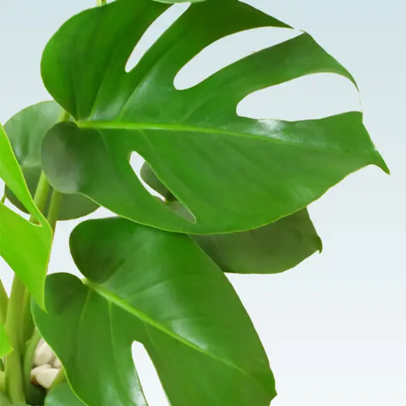 モンステラ(陶器鉢　ボウル型　パステルブルー)５