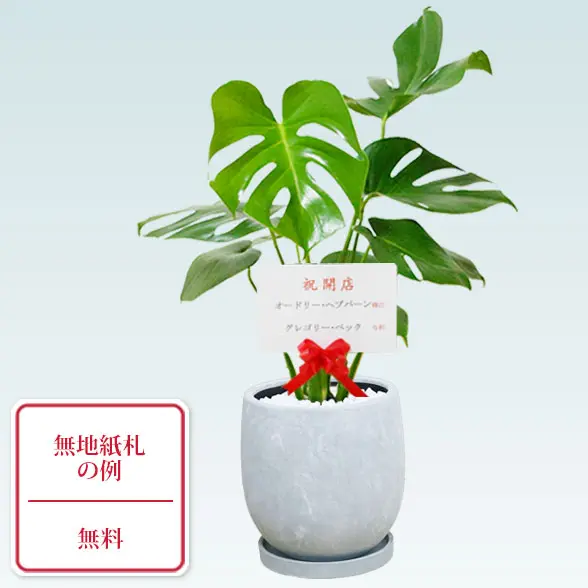 モンステラ(陶器鉢　ボウル型　パステルブルー)９