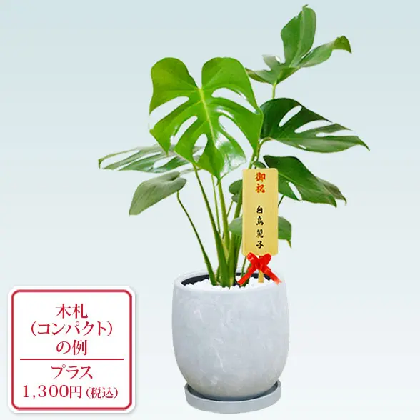 モンステラ(陶器鉢　ボウル型　パステルブルー)１０