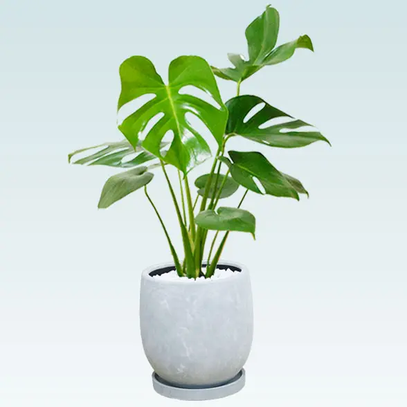 モンステラ(陶器鉢　ボウル型　パステルブルー)１２