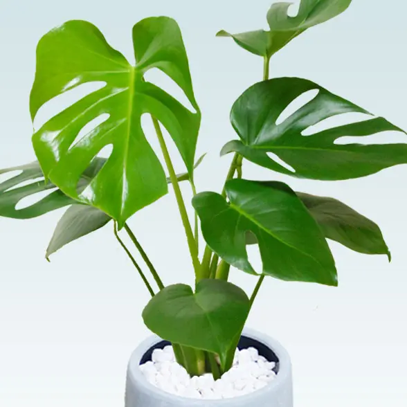 モンステラ(陶器鉢　オーバル型　パステルブルー)2