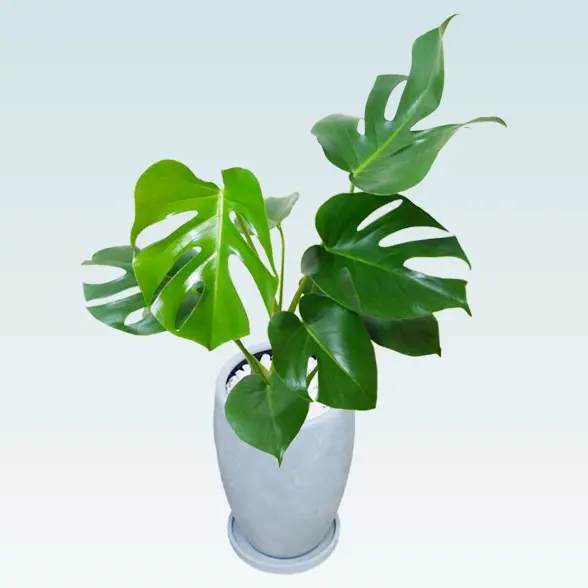 モンステラ(陶器鉢　オーバル型　パステルブルー)3