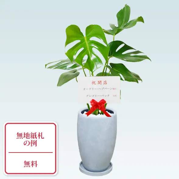 モンステラ(陶器鉢　オーバル型　パステルブルー)9