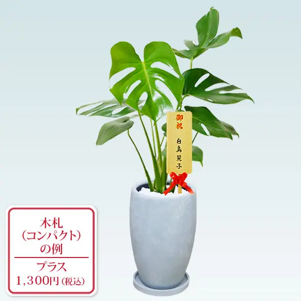 モンステラ(陶器鉢　オーバル型　パステルブルー)10