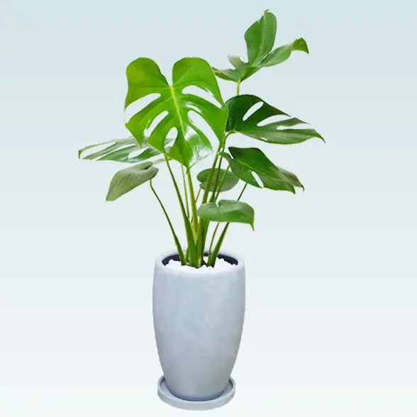 モンステラ(陶器鉢　オーバル型　パステルブルー)12