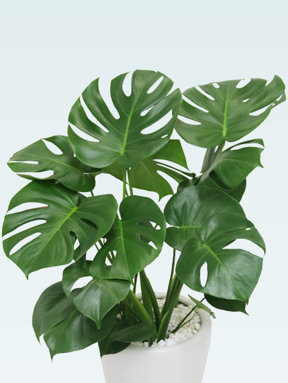 モンステラ(陶器鉢植込み、ラウンドタイプ白色)　２