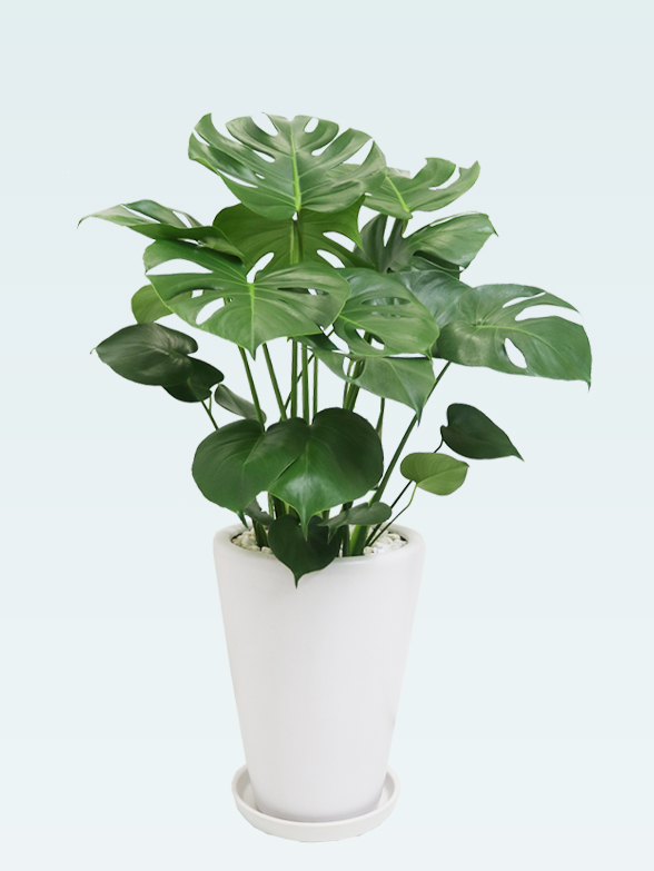 モンステラ(陶器鉢植込み、ラウンドタイプ白色)　３