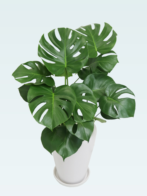 モンステラ(陶器鉢植込み、ラウンドタイプ白色)　４