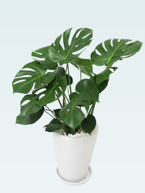 モンステラ(陶器鉢植込み、ラウンドタイプ白色)　５