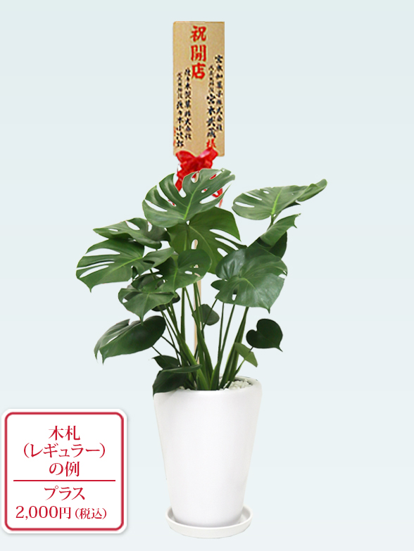 モンステラ(陶器鉢植込み、ラウンドタイプ白色)　９