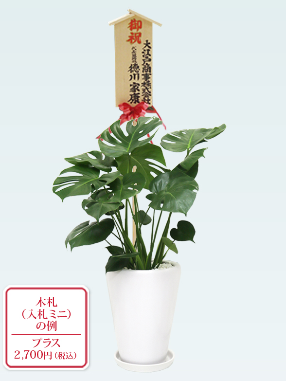 モンステラ(陶器鉢植込み、ラウンドタイプ白色)　１０