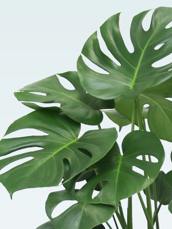 モンステラ(陶器鉢植込み、ラウンドタイプ白色)　１７