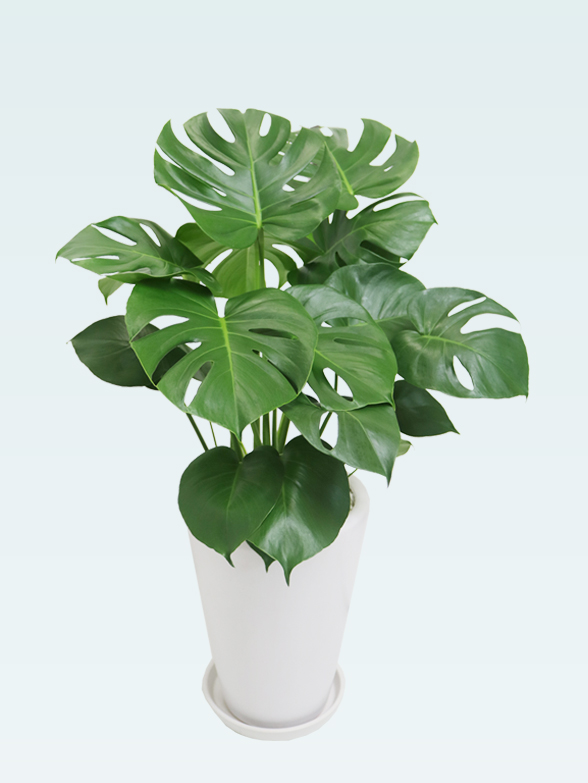 モンステラ(陶器鉢植込み、ラウンドタイプ白色)　１８