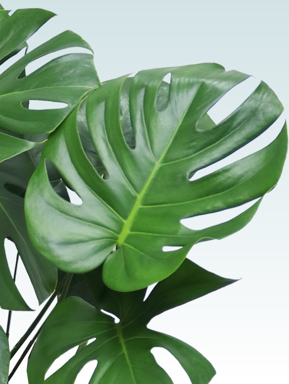 モンステラ(陶器鉢植込み、ラウンドタイプ白色)　２２