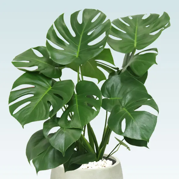 モンステラ(グラスファイバー製鉢植込み、バルーン型)　2