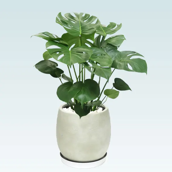 モンステラ(グラスファイバー製鉢植込み、バルーン型)　3