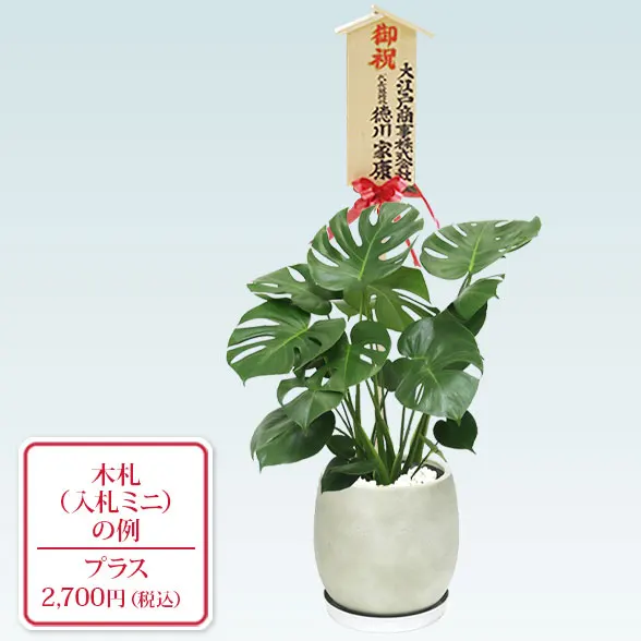 モンステラ(グラスファイバー製鉢植込み、バルーン型)　10