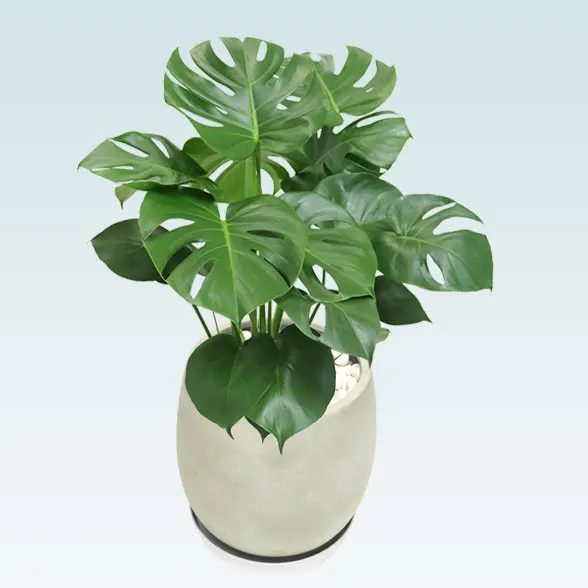 モンステラ(グラスファイバー製鉢植込み、バルーン型)　18