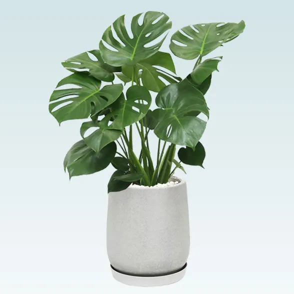 モンステラ(グラスファイバー製鉢植込み、チューリップ型)1